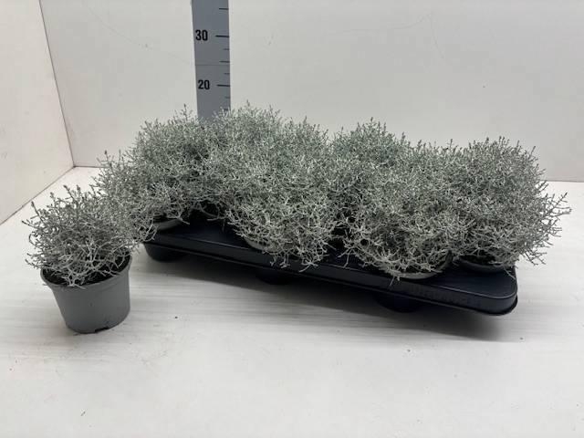 <h4>LEUCOPH BROWNII</h4>