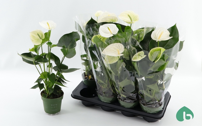 <h4>ANTHU AN ALPINE</h4>