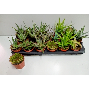 SUCC MIX P8.5