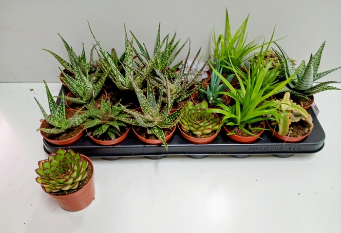 <h4>SUCC MIX P8.5</h4>