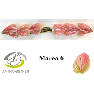 ANTH A MAREA 6 Small Pack