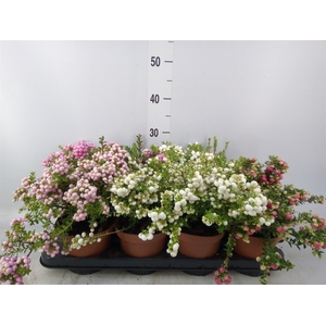 Gaultheria mucronata