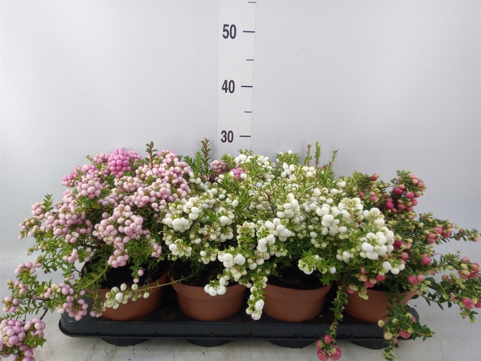 <h4>Gaultheria mucronata</h4>