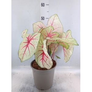 Caladium   ...