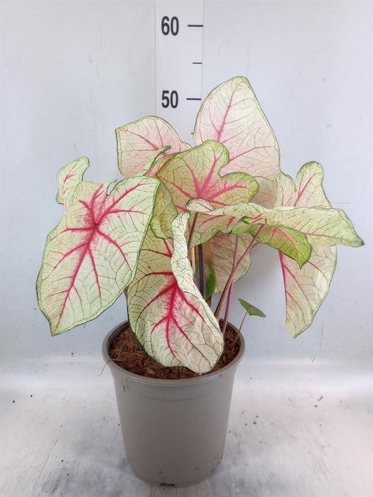 <h4>Caladium   ...</h4>