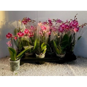 PHAL OV