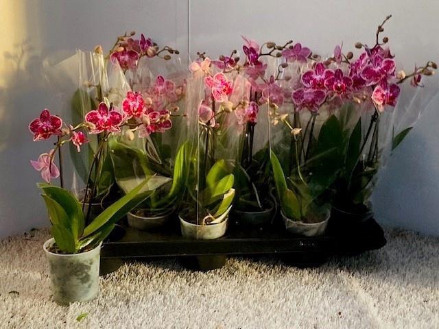 <h4>PHAL OV</h4>