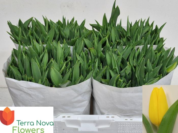 <h4>TU EN STRONG GOLD</h4>