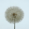 Pres Dandelion White
