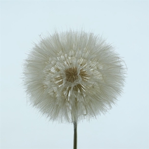 Pres Stem Dandelion White