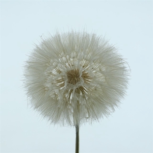Pres Dandelion White