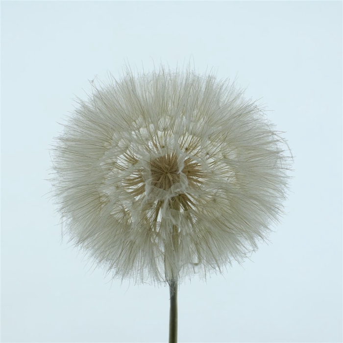 <h4>Pres Stem Dandelion White</h4>