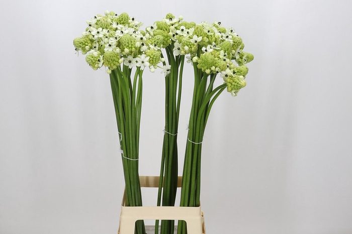 <h4>Ornithogalum Saundersiae</h4>