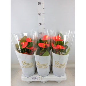 Anthurium andr. 'FC cinemato'