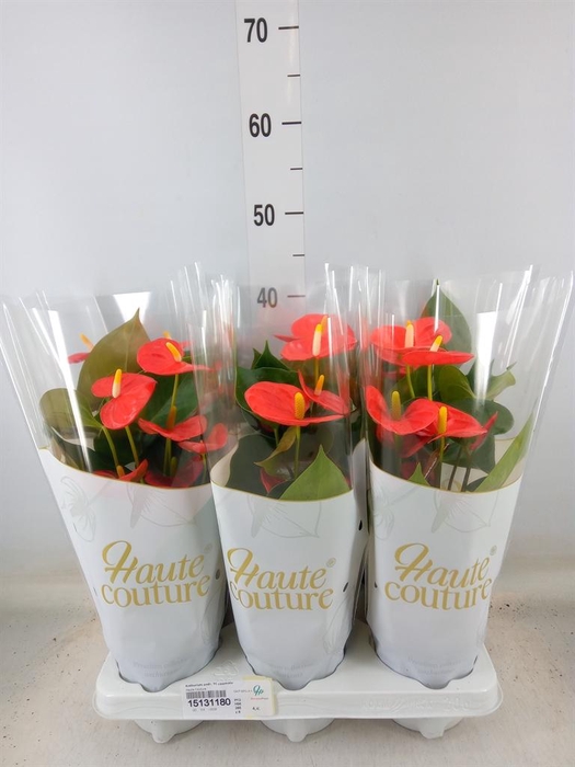<h4>Anthurium andr. 'FC cinemato'</h4>