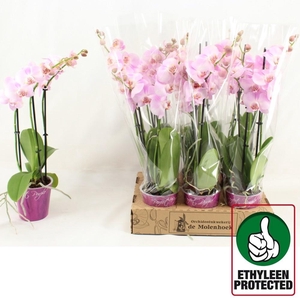 PHAL LOVABLE LUZ