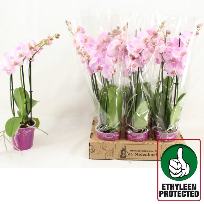 <h4>PHAL LOVABLE LUZ</h4>