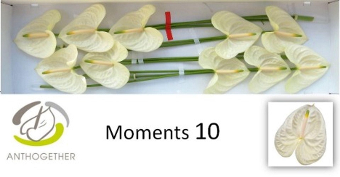 <h4>Anthurium andr. 'Moments'</h4>