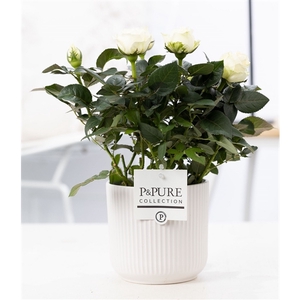 Rosa white in P&PURE Sophie ceramics white
