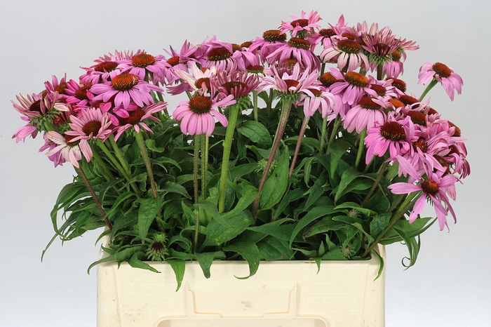 <h4>Achillea Summerwine</h4>