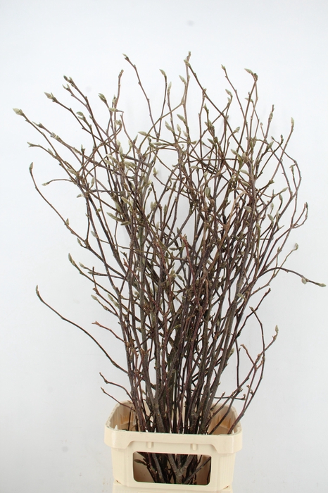 <h4>MAGNOLIA GRANDIFLORA X9</h4>