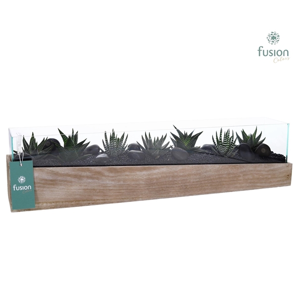<h4>Aquarium Large met Haworthia</h4>