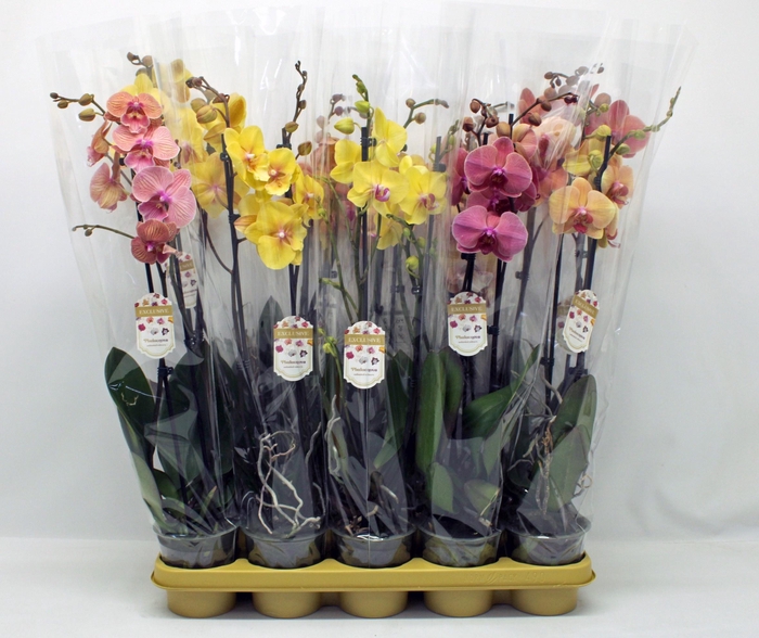 PHAL GEM
