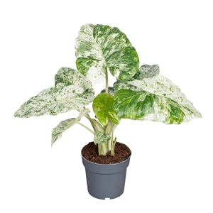 Alocasia Macrorrhiza Splash 14cm