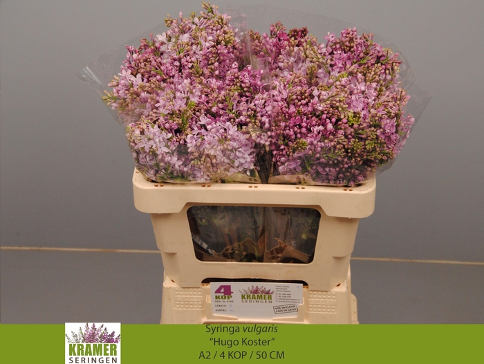 <h4>SYR V HUGO KOSTER</h4>