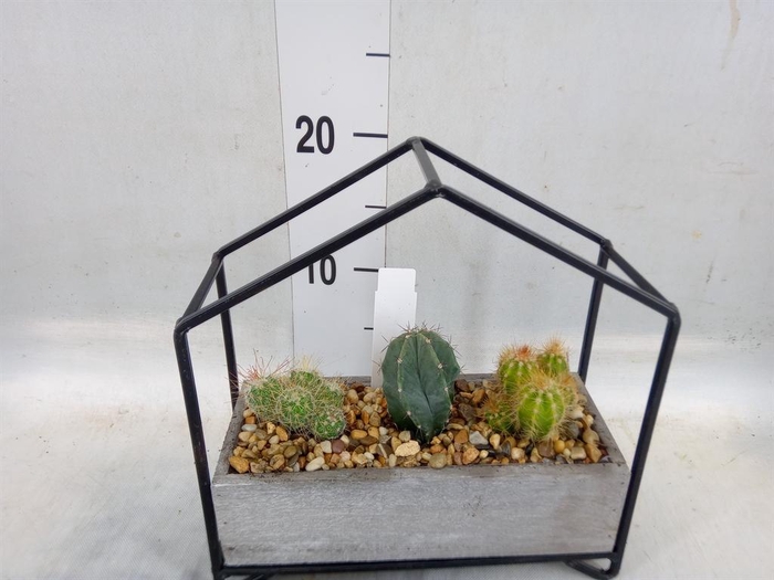 <h4>Cactus   ...</h4>