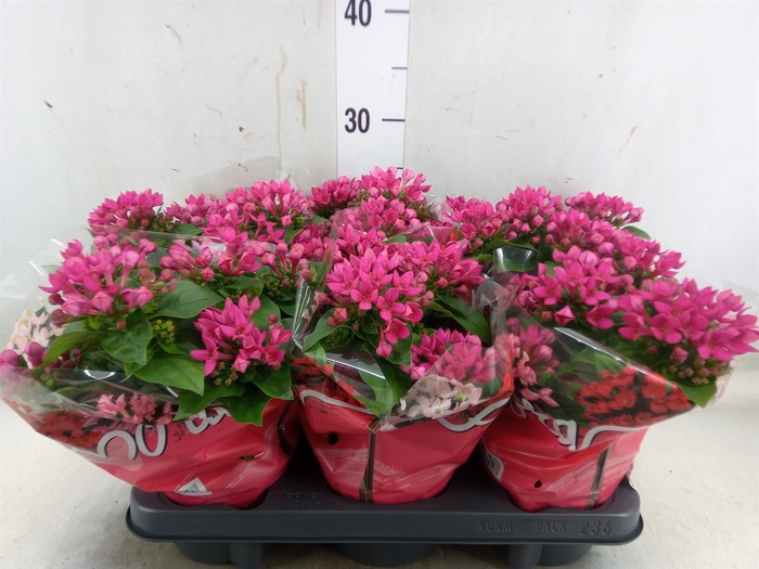 <h4>Bouvardia  'Amora Beja'</h4>