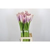 Zantedeschia Eydolls Purple White