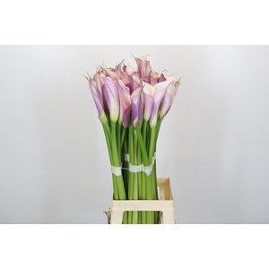 Zantedeschia Eydolls Purple White