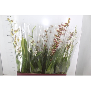 ONCIDIUM VARIADO P15