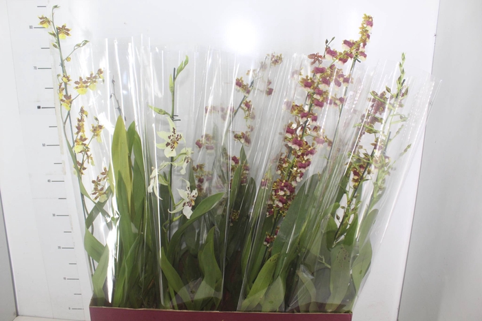 <h4>ONCIDIUM VARIADO P15</h4>