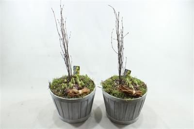 <h4>1197 TON GREY TETE</h4>