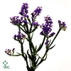 LIMONIUM SINUATUM 'BLUE BIRDS'