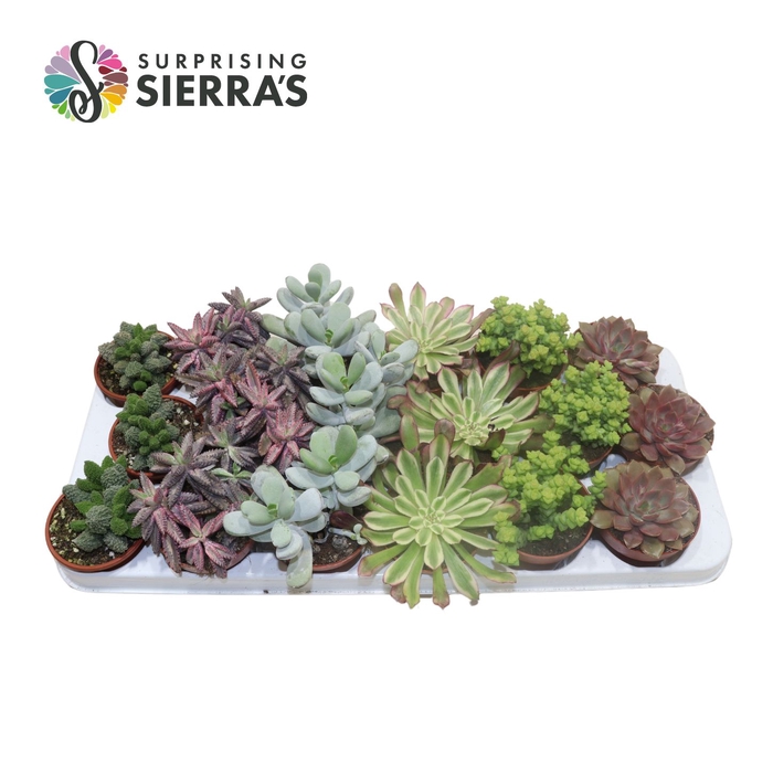 <h4>Sierra's® - Barcelona Succulent Mix (Collection)</h4>