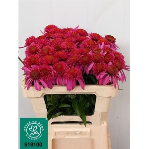 Echinacea Double Scoop Bubble Gum