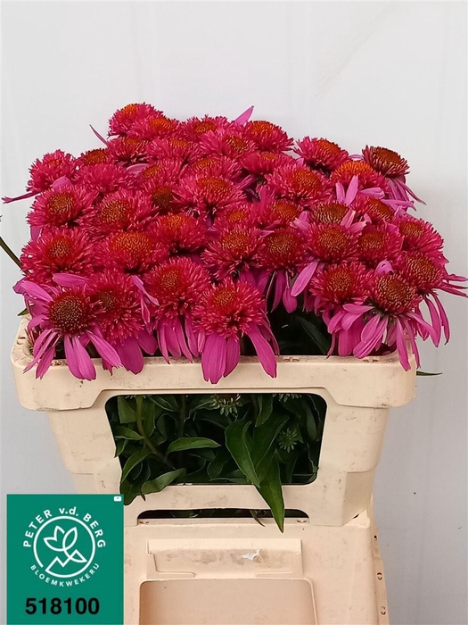 <h4>Echinacea Double Scoop Bubble Gum</h4>
