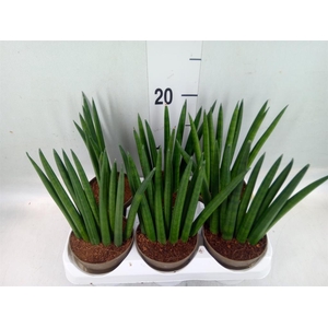 Sansevieria cyl.  ...