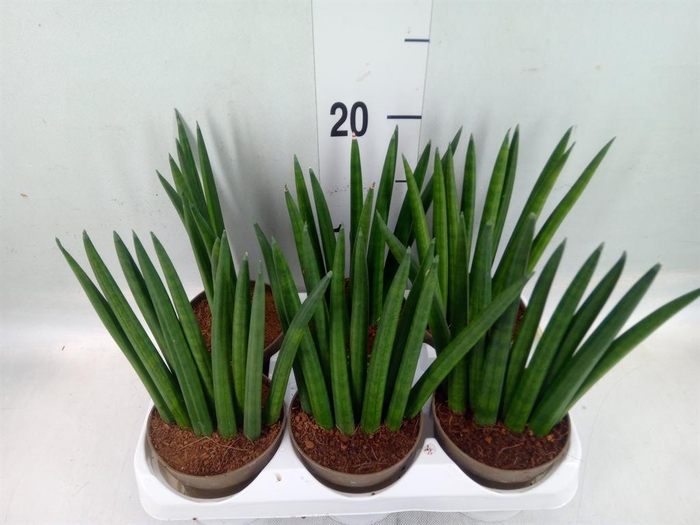 <h4>Sansevieria cyl. ...</h4>