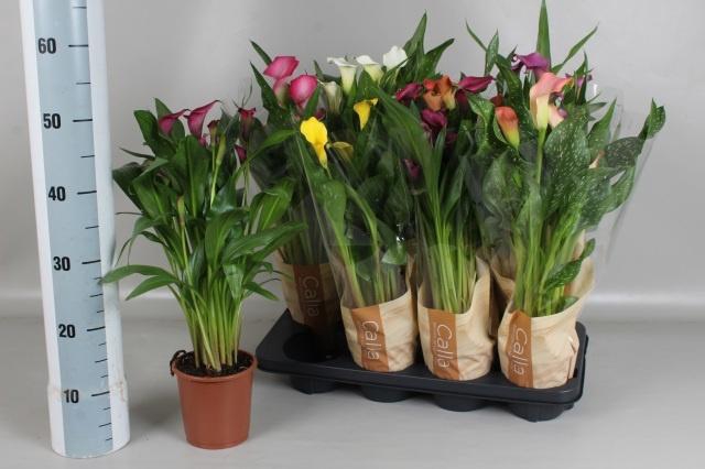 <h4>ZANT GEM 6 KL</h4>