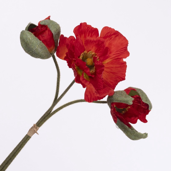 Papaver Bundle Flame BK770015FLA