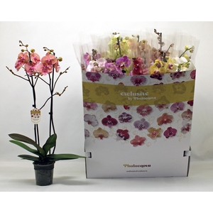 PHAL GEM 10 KL