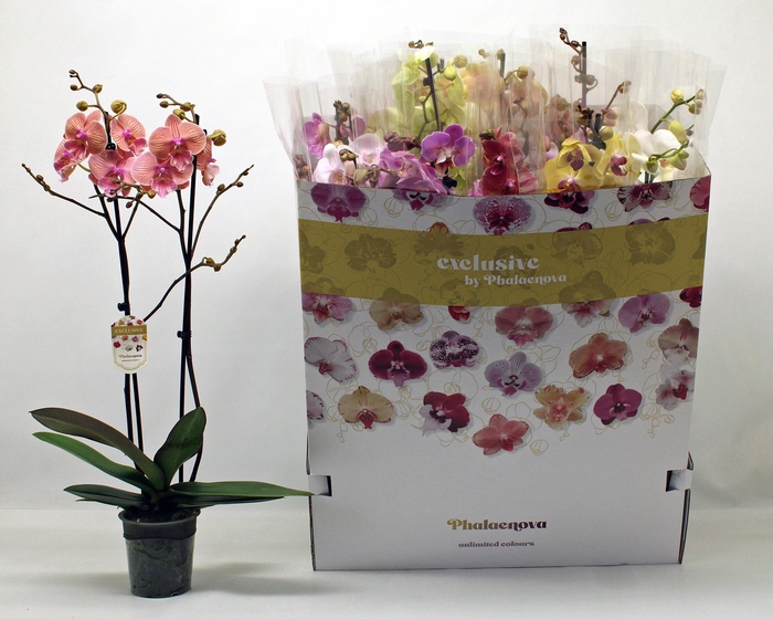 <h4>PHAL GEM 10 KL</h4>