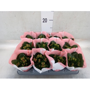 Kalanchoe  'RoseFlow Noelle'