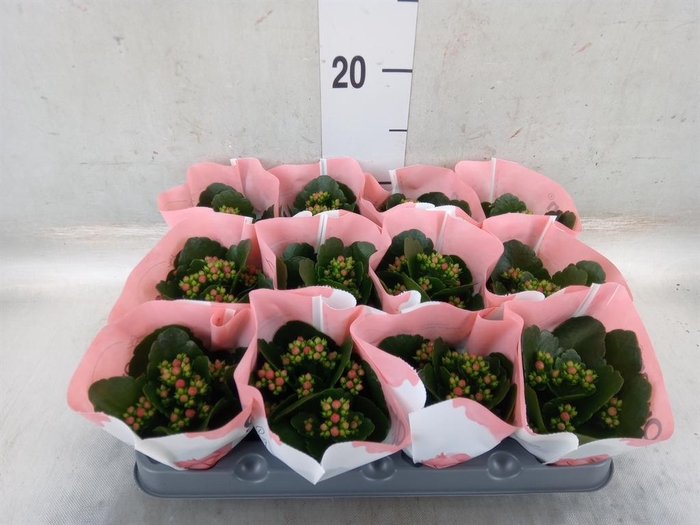 <h4>Kalanchoe 'RoseFlow Noelle'</h4>