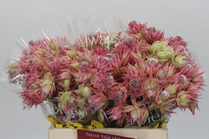 <h4>Blushing Bride Pink 6/9 Flowers</h4>