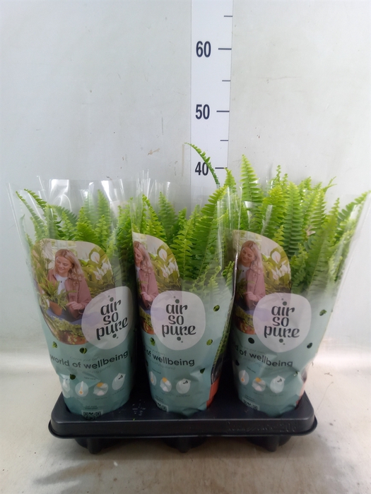 <h4>Nephrolepis exal. 'Green Lady'</h4>